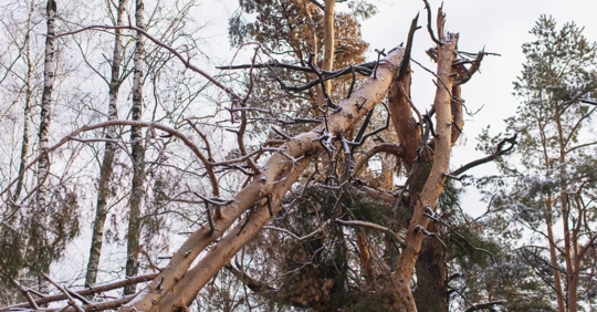 Broken tree during winter