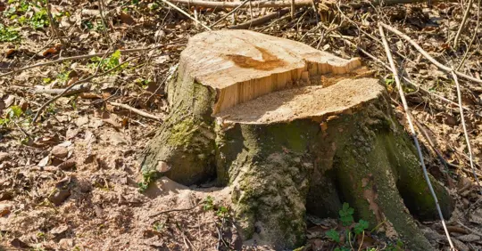 Stump from Big Removal Tree