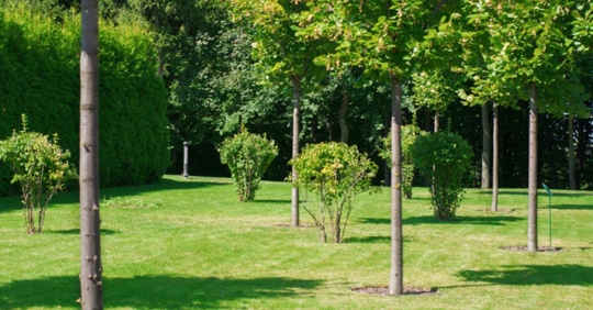 Young trees in a lawn during summer