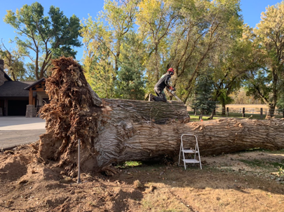 Summer Tree Care: Why Summer Is the Perfect Time to Protect Your Trees